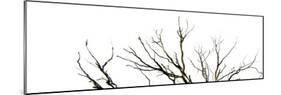 Branches on White Background-Clive Nolan-Mounted Photographic Print