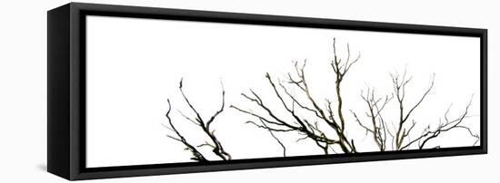 Branches on White Background-Clive Nolan-Framed Stretched Canvas