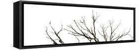 Branches on White Background-Clive Nolan-Framed Stretched Canvas