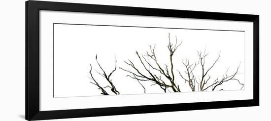 Branches on White Background-Clive Nolan-Framed Photographic Print