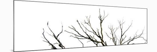 Branches on White Background-Clive Nolan-Mounted Photographic Print