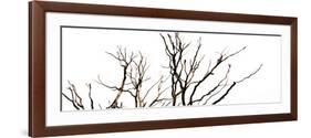 Branches on White Background-Clive Nolan-Framed Photographic Print