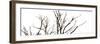 Branches on White Background-Clive Nolan-Framed Photographic Print