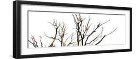 Branches on White Background-Clive Nolan-Framed Photographic Print