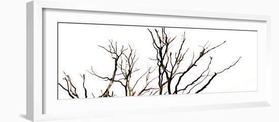 Branches on White Background-Clive Nolan-Framed Photographic Print