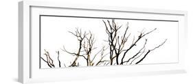 Branches on White Background-Clive Nolan-Framed Photographic Print