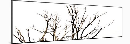 Branches on White Background-Clive Nolan-Mounted Photographic Print