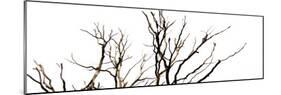 Branches on White Background-Clive Nolan-Mounted Photographic Print
