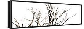 Branches on White Background-Clive Nolan-Framed Stretched Canvas