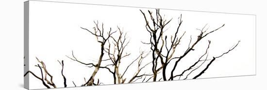 Branches on White Background-Clive Nolan-Stretched Canvas