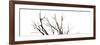 Branches on White Background-Clive Nolan-Framed Photographic Print