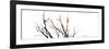 Branches on White Background-Clive Nolan-Framed Photographic Print