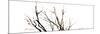 Branches on White Background-Clive Nolan-Mounted Photographic Print