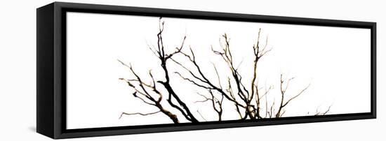Branches on White Background-Clive Nolan-Framed Stretched Canvas