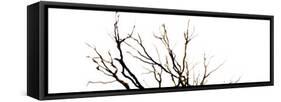 Branches on White Background-Clive Nolan-Framed Stretched Canvas