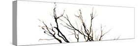 Branches on White Background-Clive Nolan-Stretched Canvas