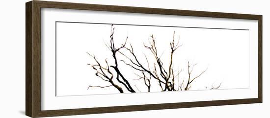 Branches on White Background-Clive Nolan-Framed Photographic Print