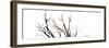 Branches on White Background-Clive Nolan-Framed Photographic Print