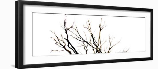 Branches on White Background-Clive Nolan-Framed Photographic Print