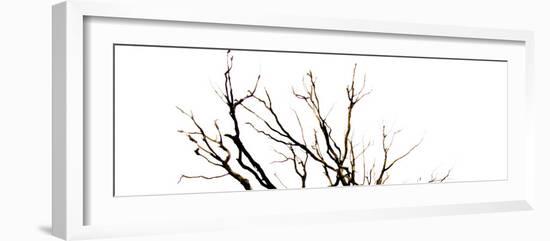 Branches on White Background-Clive Nolan-Framed Photographic Print