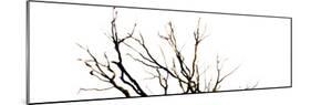 Branches on White Background-Clive Nolan-Mounted Photographic Print