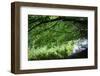 Branches over water, Whitewater Memorial State Park, Indiana, USA.-Anna Miller-Framed Photographic Print