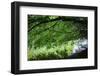 Branches over water, Whitewater Memorial State Park, Indiana, USA.-Anna Miller-Framed Photographic Print