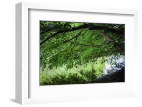 Branches over water, Whitewater Memorial State Park, Indiana, USA.-Anna Miller-Framed Photographic Print