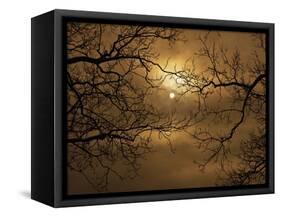 Branches Surrounding Harvest Moon-Robert Llewellyn-Framed Stretched Canvas