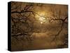 Branches Surrounding Harvest Moon-Robert Llewellyn-Stretched Canvas