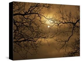 Branches Surrounding Harvest Moon-Robert Llewellyn-Stretched Canvas