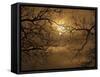 Branches Surrounding Harvest Moon-Robert Llewellyn-Framed Stretched Canvas