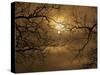 Branches Surrounding Harvest Moon-Robert Llewellyn-Stretched Canvas