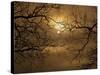 Branches Surrounding Harvest Moon-Robert Llewellyn-Stretched Canvas