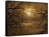 Branches Surrounding Harvest Moon-Robert Llewellyn-Framed Stretched Canvas