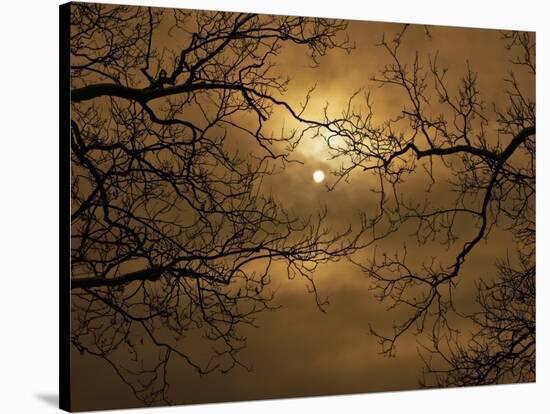 Branches Surrounding Harvest Moon-Robert Llewellyn-Stretched Canvas