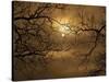 Branches Surrounding Harvest Moon-Robert Llewellyn-Stretched Canvas
