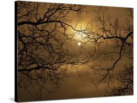 Branches Surrounding Harvest Moon-Robert Llewellyn-Stretched Canvas