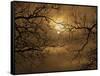 Branches Surrounding Harvest Moon-Robert Llewellyn-Framed Stretched Canvas