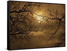 Branches Surrounding Harvest Moon-Robert Llewellyn-Framed Stretched Canvas