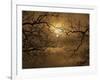 Branches Surrounding Harvest Moon-Robert Llewellyn-Framed Photographic Print