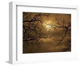 Branches Surrounding Harvest Moon-Robert Llewellyn-Framed Photographic Print