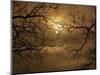 Branches Surrounding Harvest Moon-Robert Llewellyn-Mounted Photographic Print