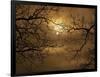 Branches Surrounding Harvest Moon-Robert Llewellyn-Framed Photographic Print