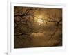 Branches Surrounding Harvest Moon-Robert Llewellyn-Framed Photographic Print