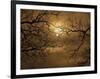 Branches Surrounding Harvest Moon-Robert Llewellyn-Framed Photographic Print