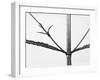 Branches-Panoramic Images-Framed Photographic Print