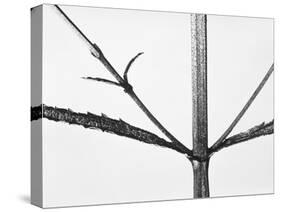 Branches-Panoramic Images-Stretched Canvas