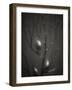 Branching Kelp-Henry Horenstein-Framed Photographic Print