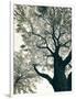 Branching Out II-Debra Van Swearingen-Framed Photographic Print